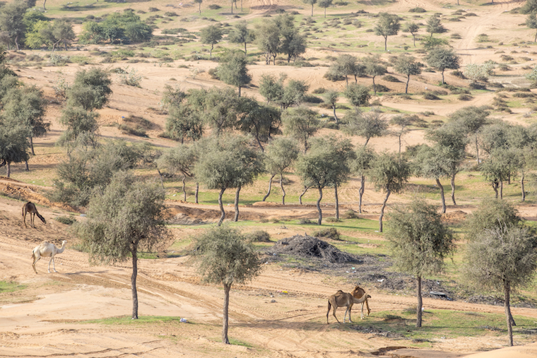 RAK Offshore Company Registration Challenges